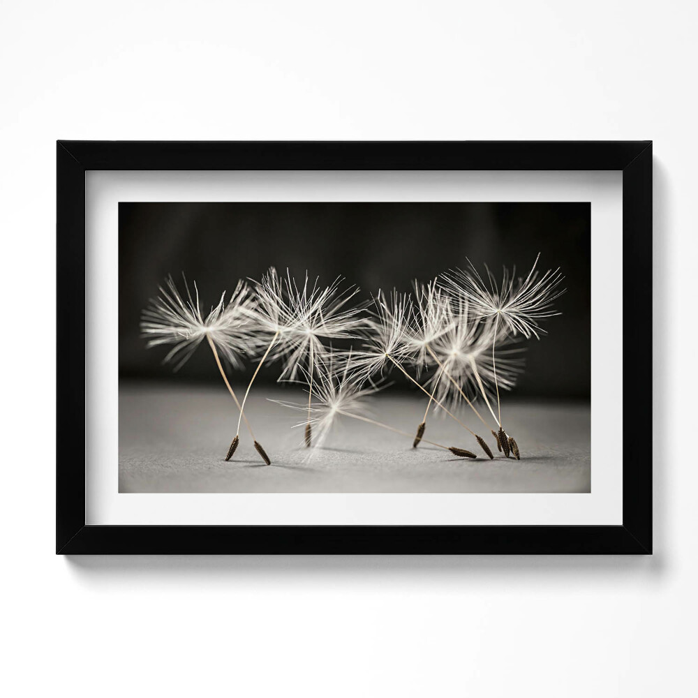 Obraz s rámem dekorativní Jemný pyl pampelišky