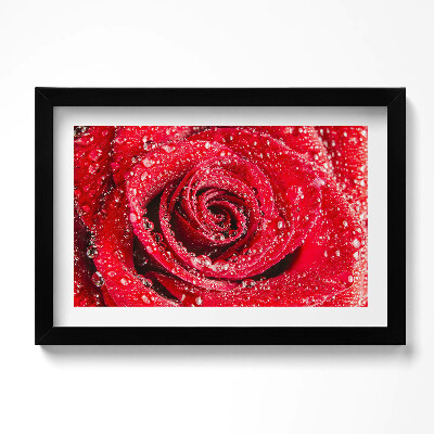 Obraz s rámem dekorativní Rosa na okvětních lístcích červené růže