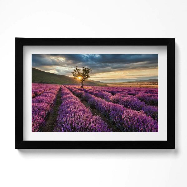 Obraz s rámem dekorativní Krajina levandulového pole