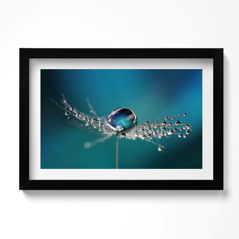 Obraz s rámem dekorativní Kapka rosy na pampelišce
