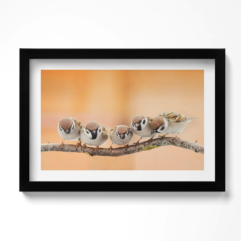 Obraz s rámem dekorativní Ptáci na větvi