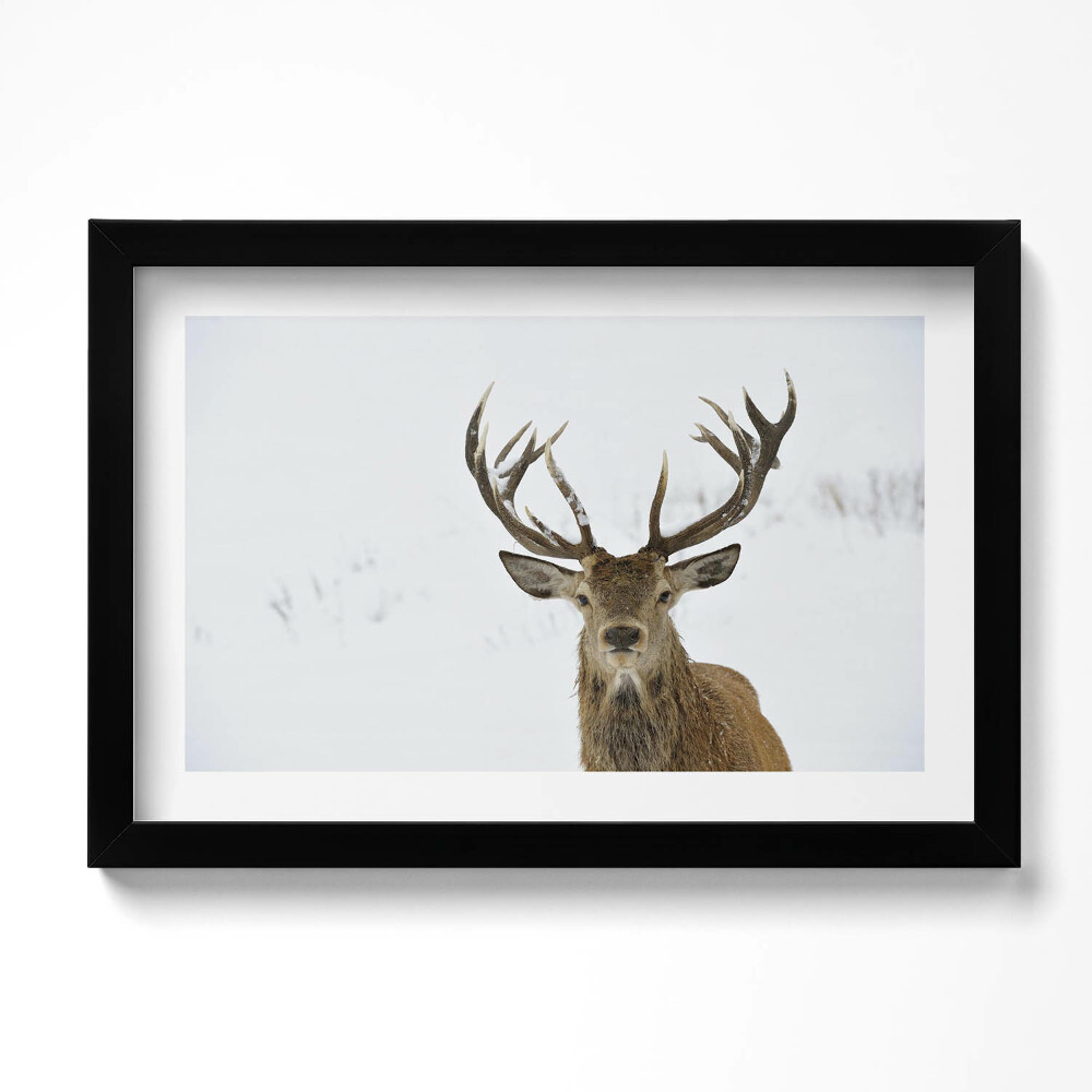 Obraz s rámem dekorativní Majestátní zvíře, jelen