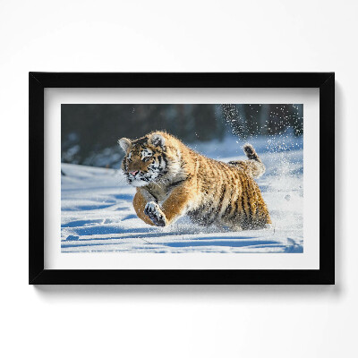 Obraz s rámem dekorativní Nadýchaný tygr ve sněhu