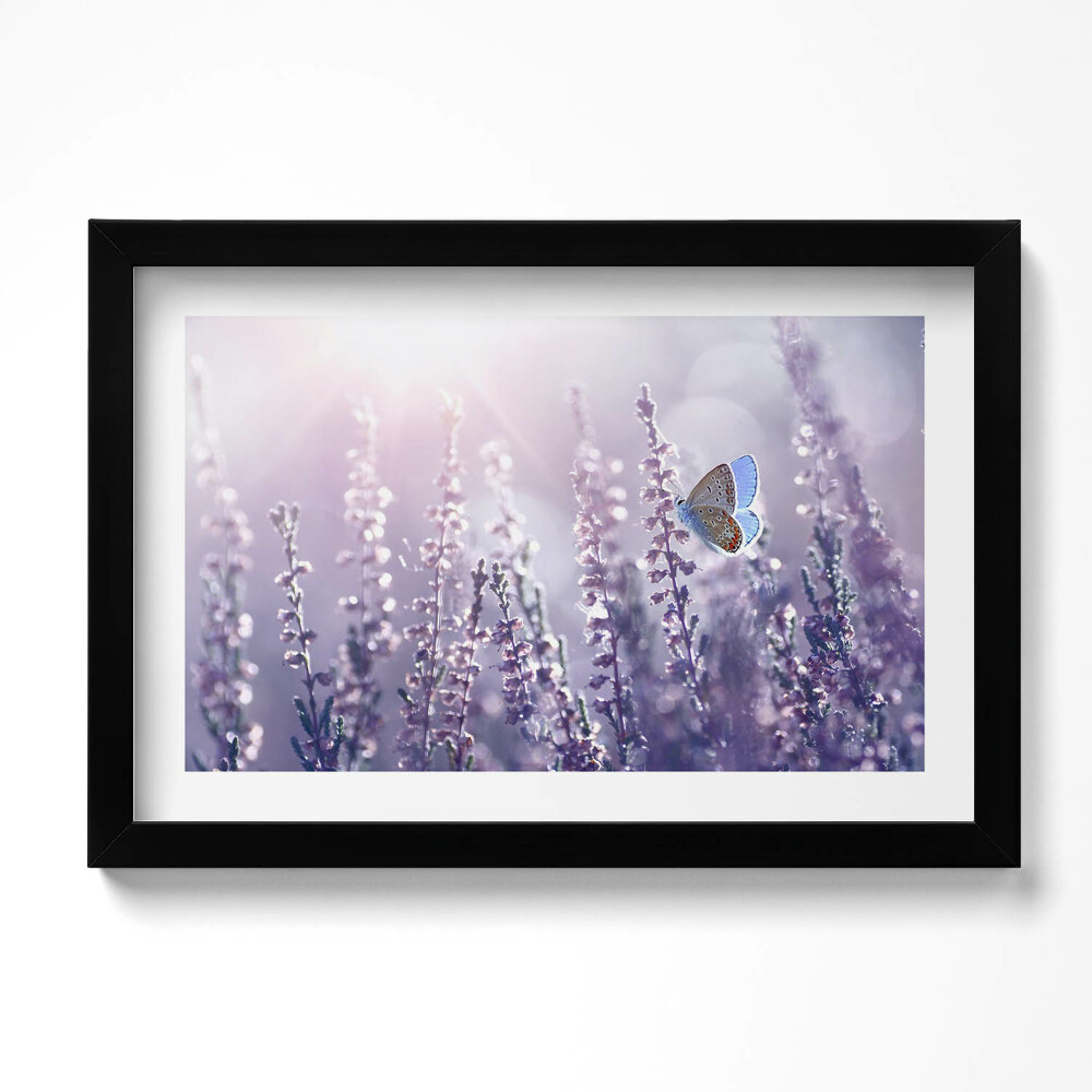 Obraz s rámem dekorativní Motýl na divokých květinách