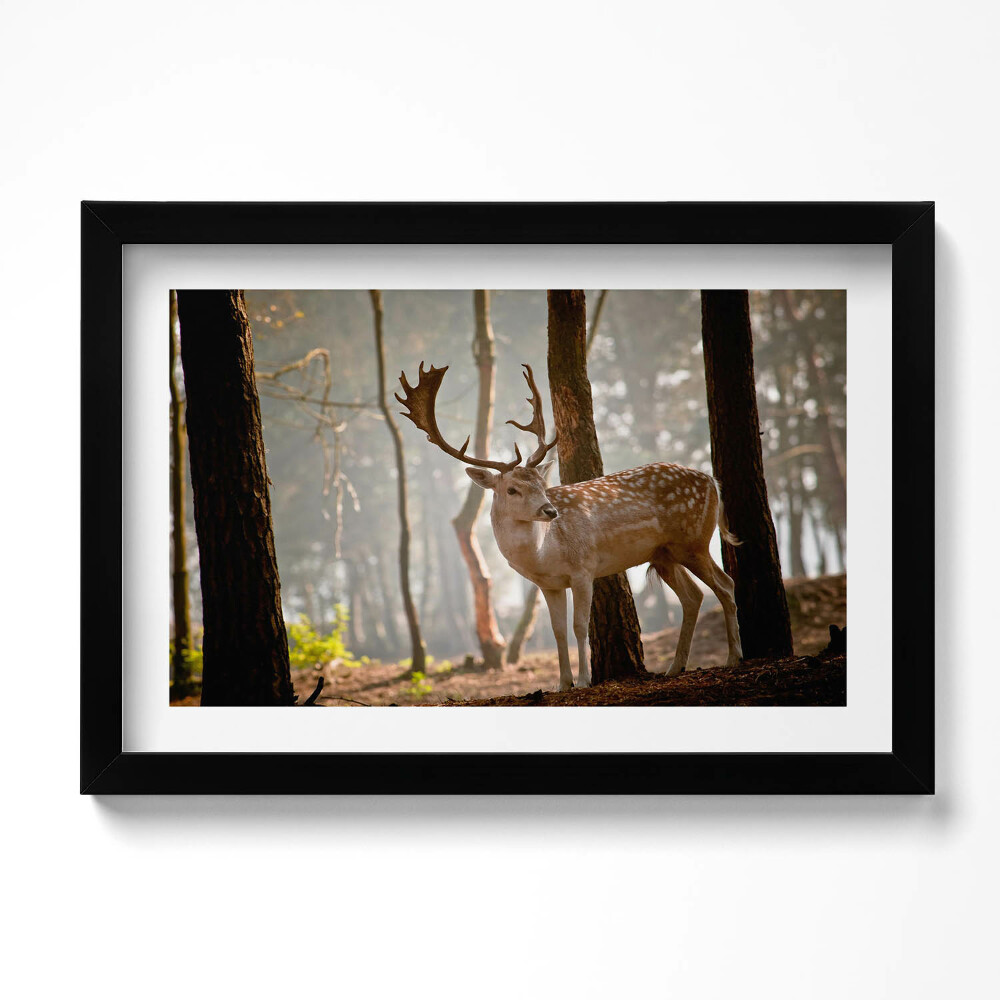 Obraz s rámem dekorativní Jelen v záři vycházejícího slunce