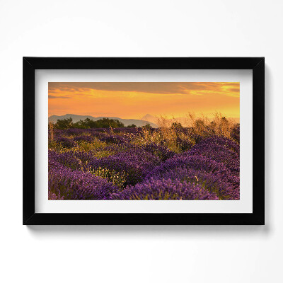 Obraz s rámem dekorativní Levandulová louka Provence Francie