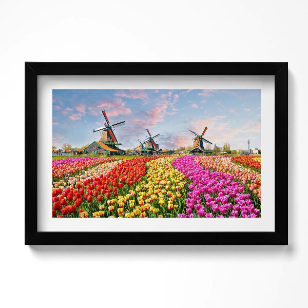 Obraz s rámem dekorativní Krajina s tulipány Nizozemsko