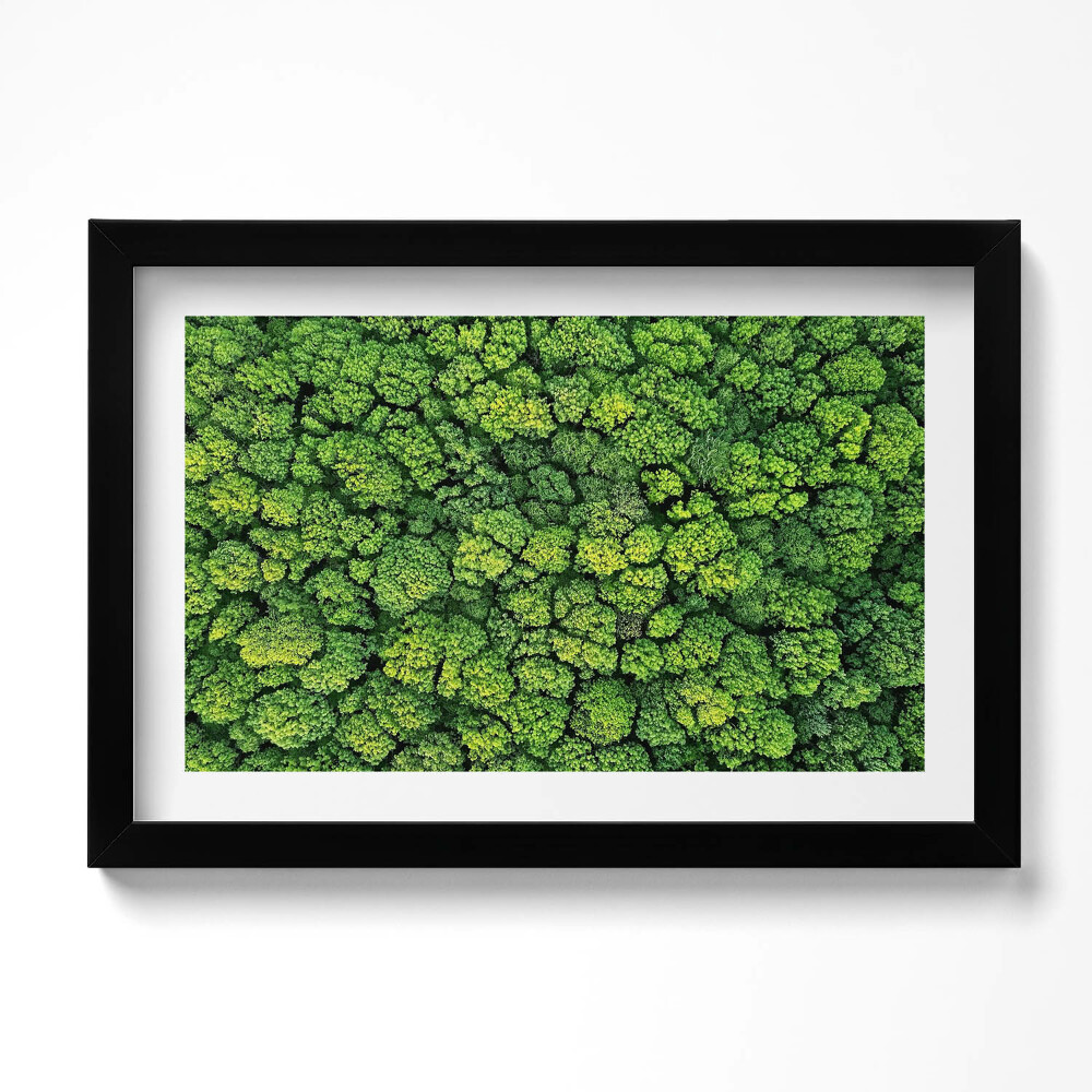 Obraz s rámem dekorativní Přírodní mechová rostlina