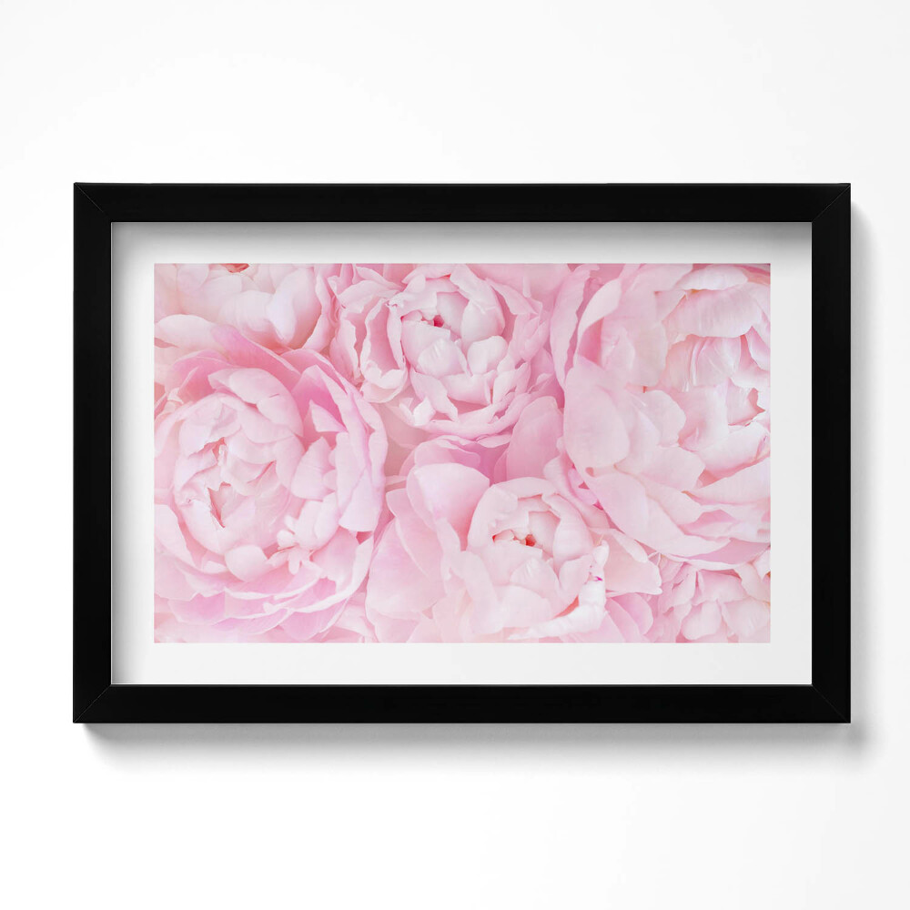Obraz s rámem dekorativní Jemné pivoňky