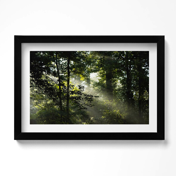 Obraz s rámem dekorativní Sluneční paprsky a stromy