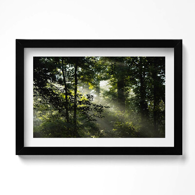 Obraz s rámem dekorativní Sluneční paprsky a stromy