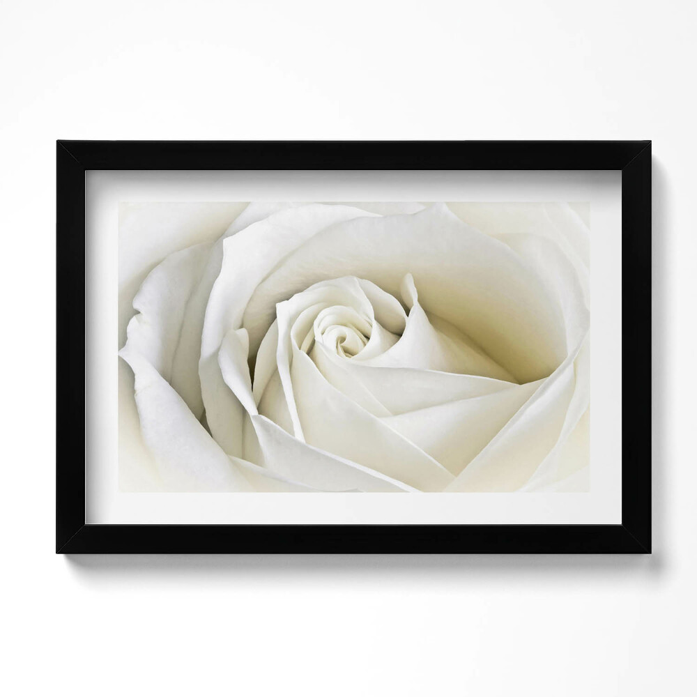 Obraz s rámem dekorativní Jemné bílé okvětní lístky růží