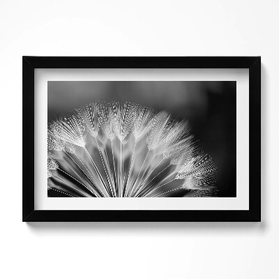 Obraz s rámem dekorativní Černobílý detail pampelišky