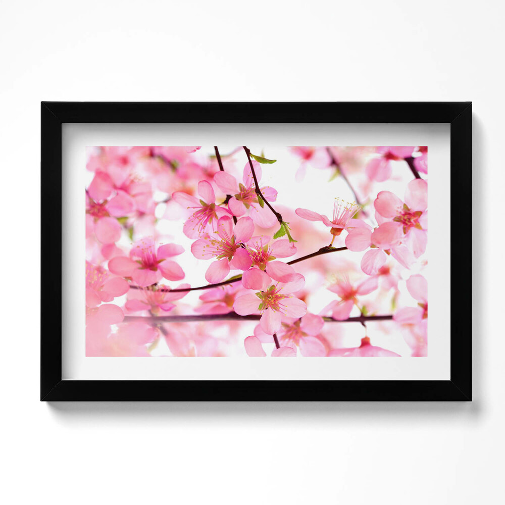 Obraz s rámem dekorativní Růžové jarní květiny na větvích