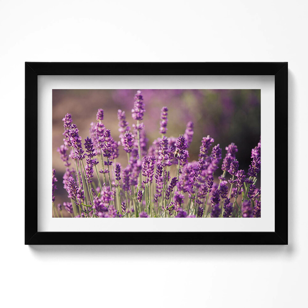 Obraz s rámem dekorativní Levandulová květinová louka