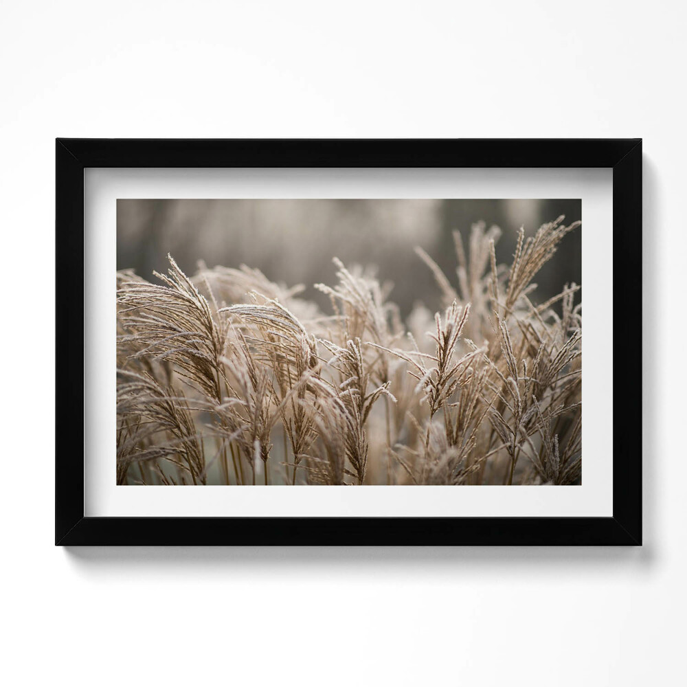 Obraz s rámem dekorativní Boho jemné trávy