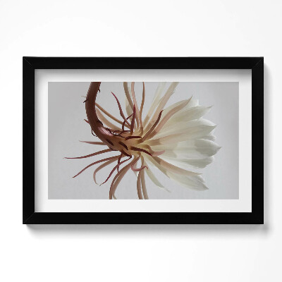 Obraz s rámem dekorativní Jemná boho rostlina