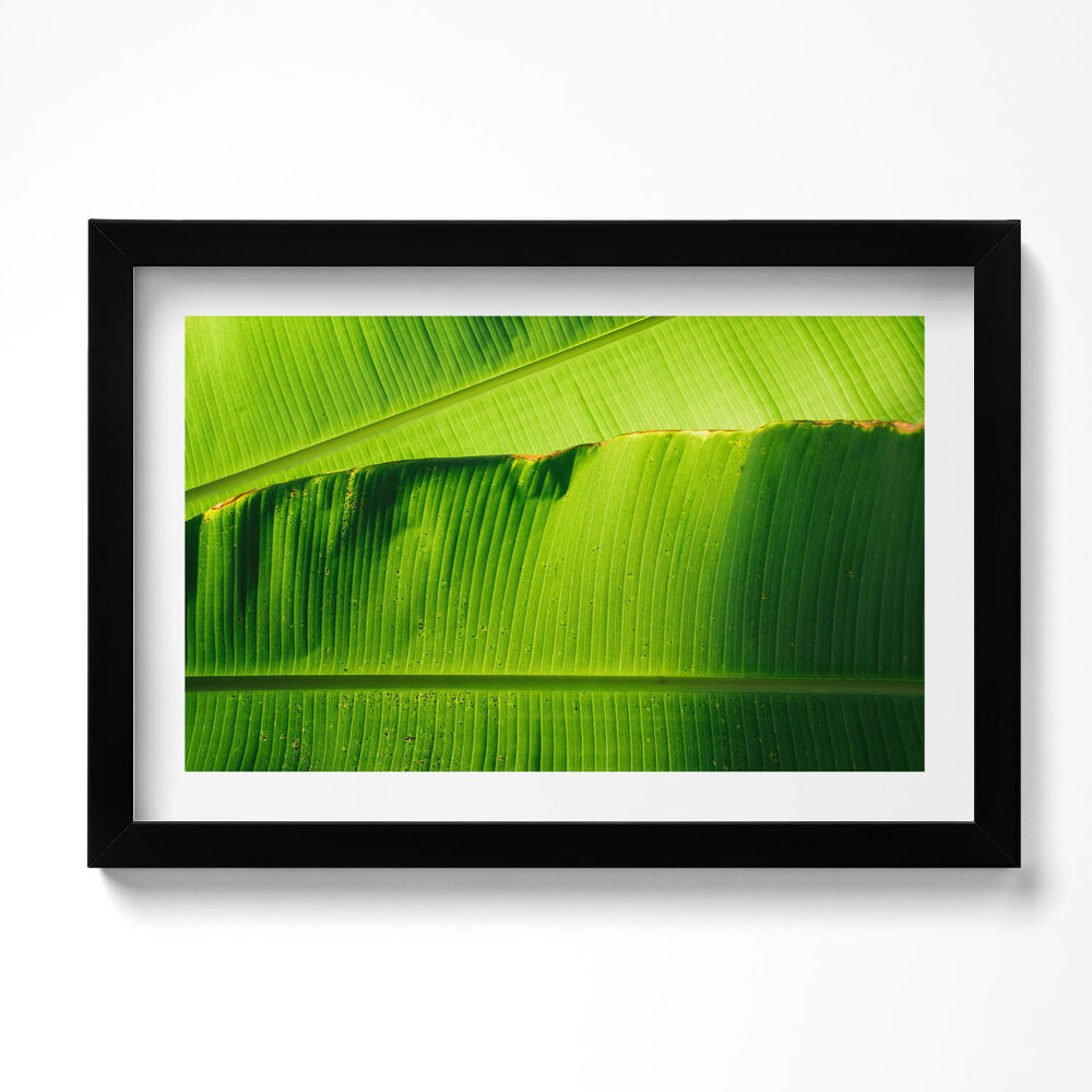 Obraz s rámem dekorativní Zelené banánové listy na slunci