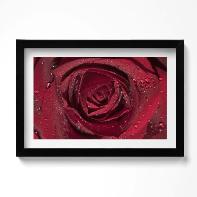 Obraz s rámem dekorativní Detailní záběr na červenou růži v rose