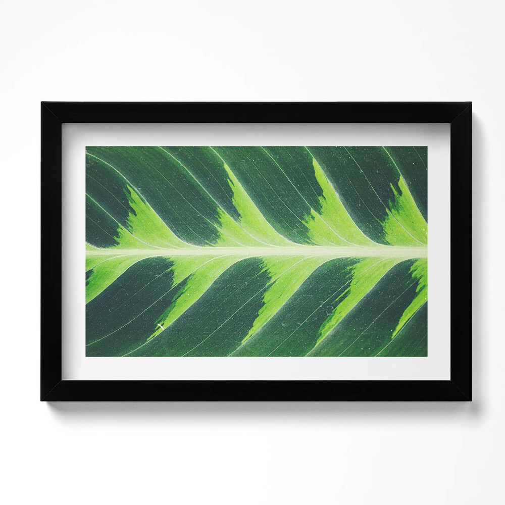 Obraz s rámem dekorativní Textura listů a žilky