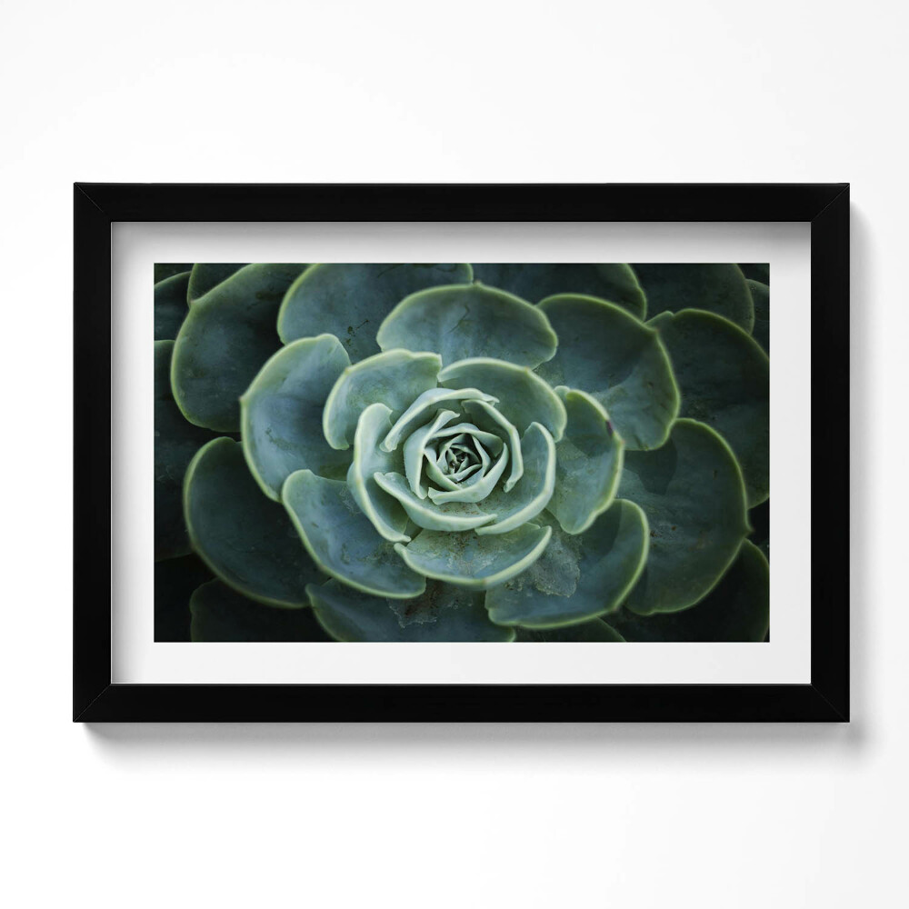 Obraz s rámem dekorativní Zelená sukulentní rostlina