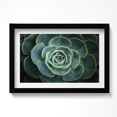Obraz s rámem dekorativní Zelená sukulentní rostlina