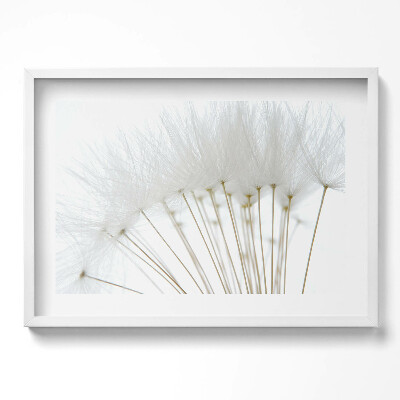 Obraz v rámu moderní Bílé pampelišky