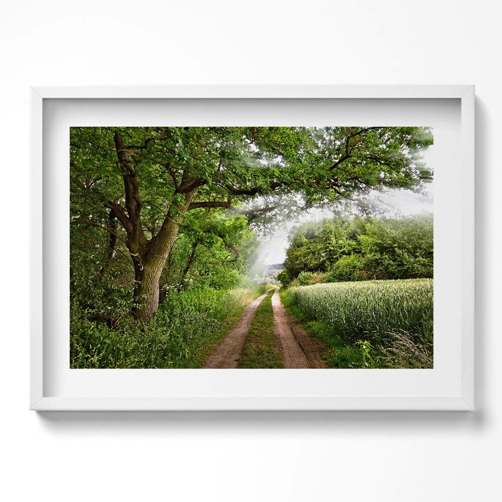 Obraz v rámu moderní Cesta, stromy a sluneční paprsky