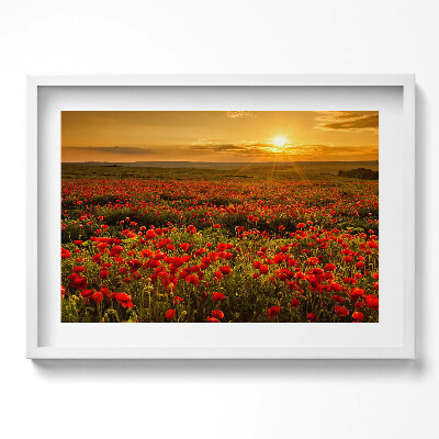 Obraz v rámu moderní Krajina louky květů máku