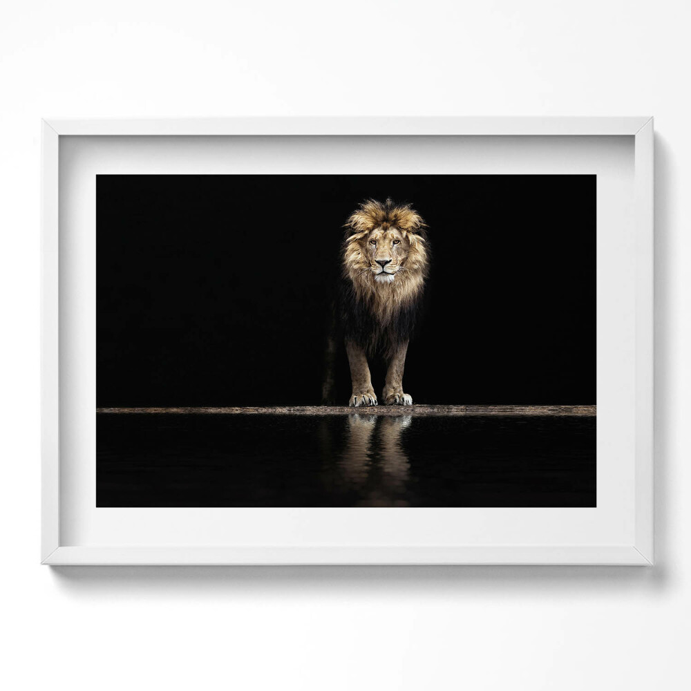 Obraz v rámu moderní Osamělé divoké zvíře lev