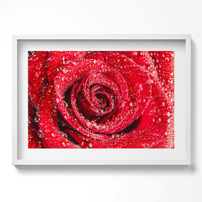 Obraz v rámu moderní Rosa na okvětních lístcích červené růže