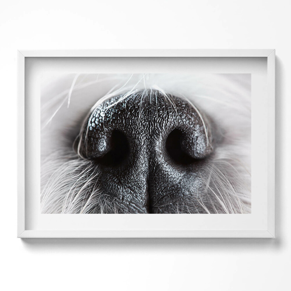 Obraz v rámu moderní Detailní záběr zvířecího nosu