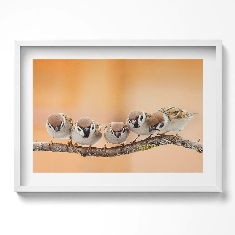 Obraz v rámu moderní Ptáci na větvi