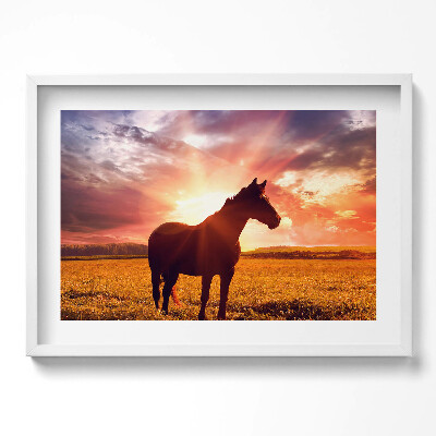 Obraz v rámu moderní Kůň v poli při západu slunce