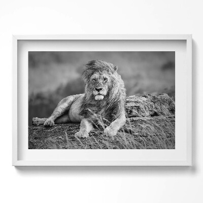 Obraz v rámu moderní Majestátní zvířecí lev