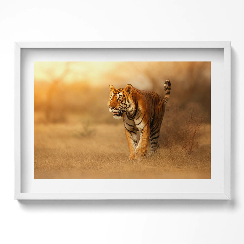 Obraz v rámu moderní Divoký tygr na lovu
