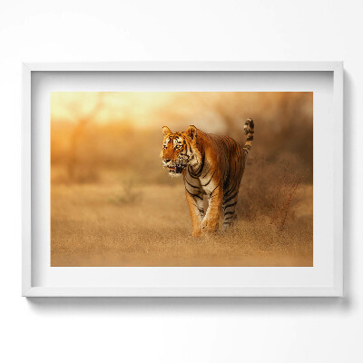 Obraz v rámu moderní Divoký tygr na lovu
