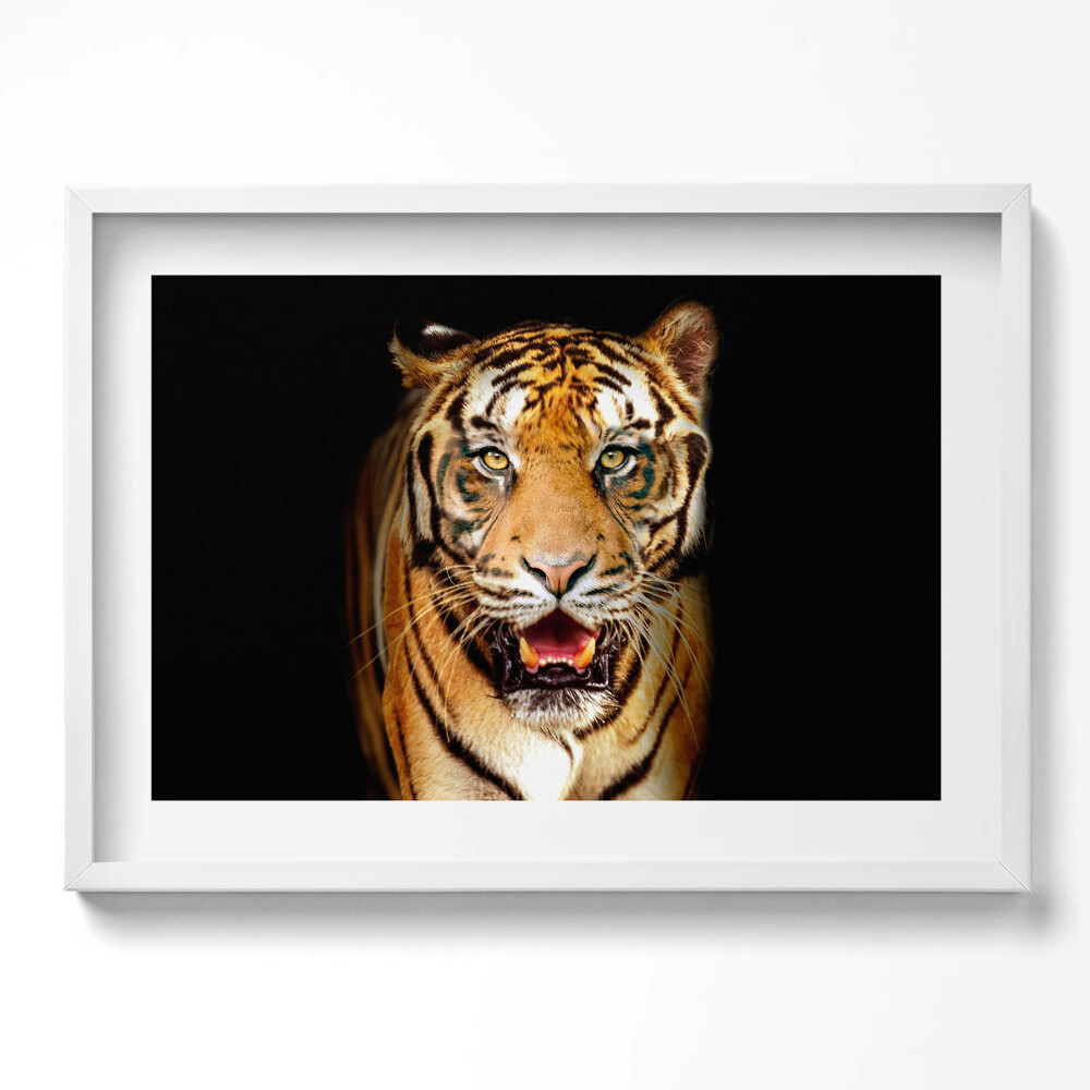 Obraz v rámu moderní Expresivní divoká tygří kočka