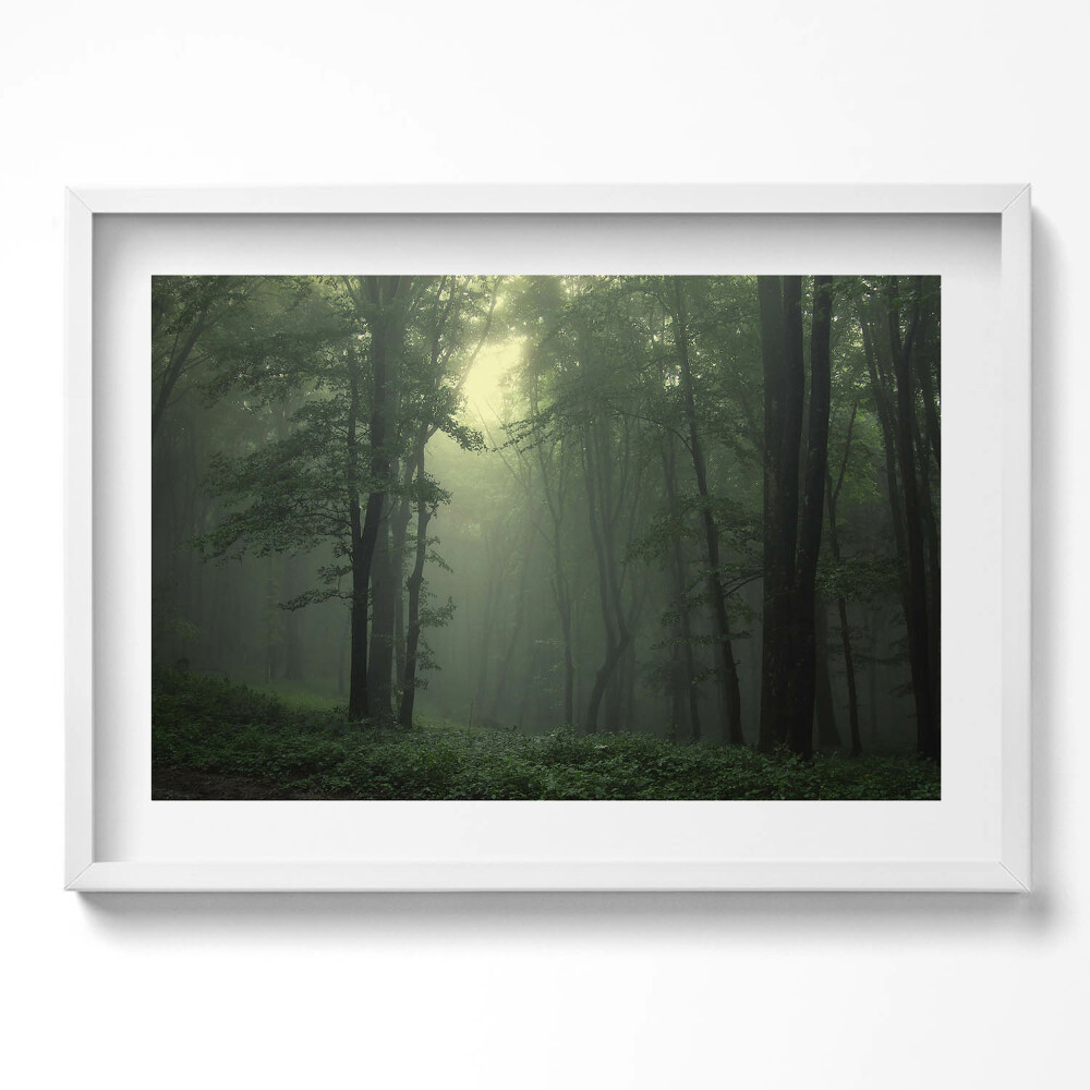 Obraz v rámu moderní Mlžný les ráno