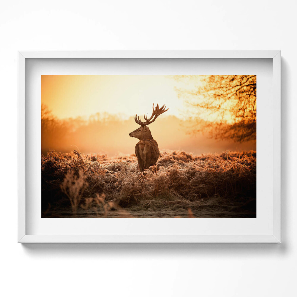 Obraz v rámu moderní Jelen při východu slunce