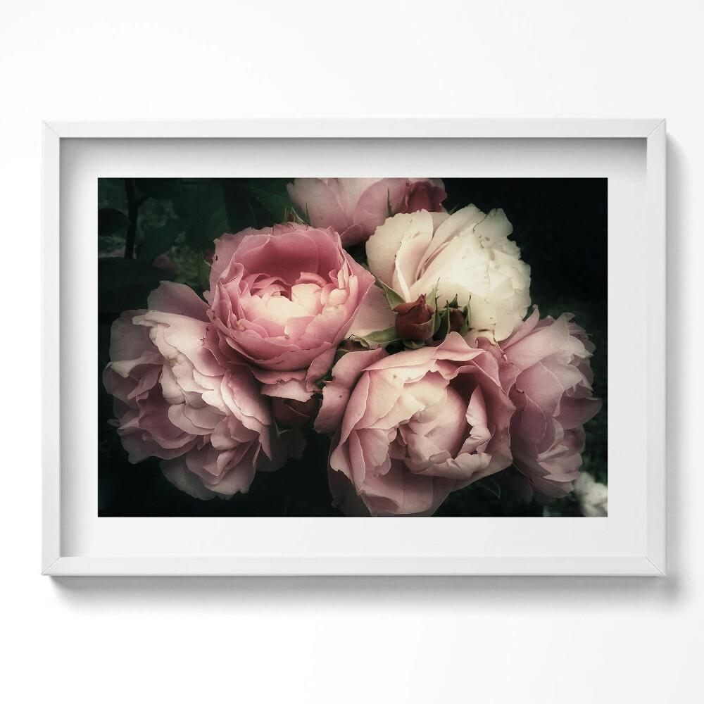 Obraz v rámu moderní kytice růžových historických růží