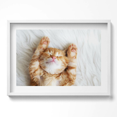 Obraz v rámu moderní Malé spící kotě