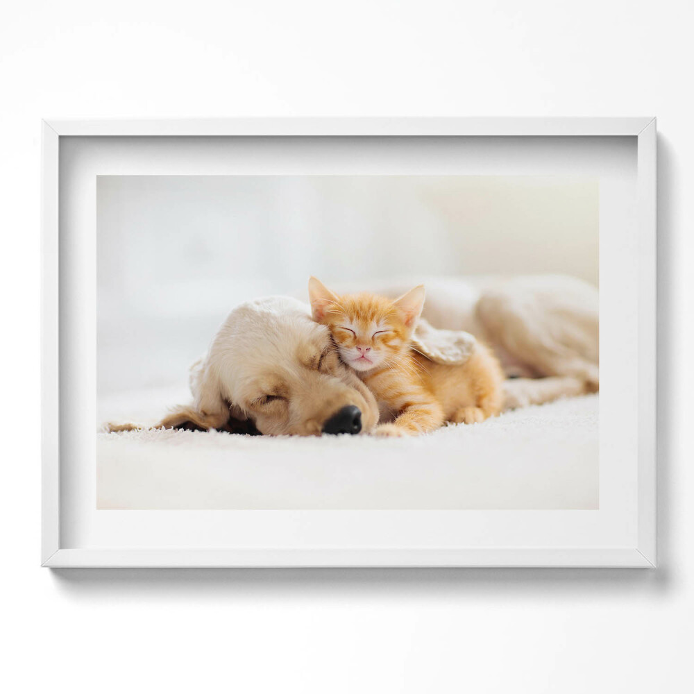 Obraz v rámu moderní Spící zvířata kočka a pes
