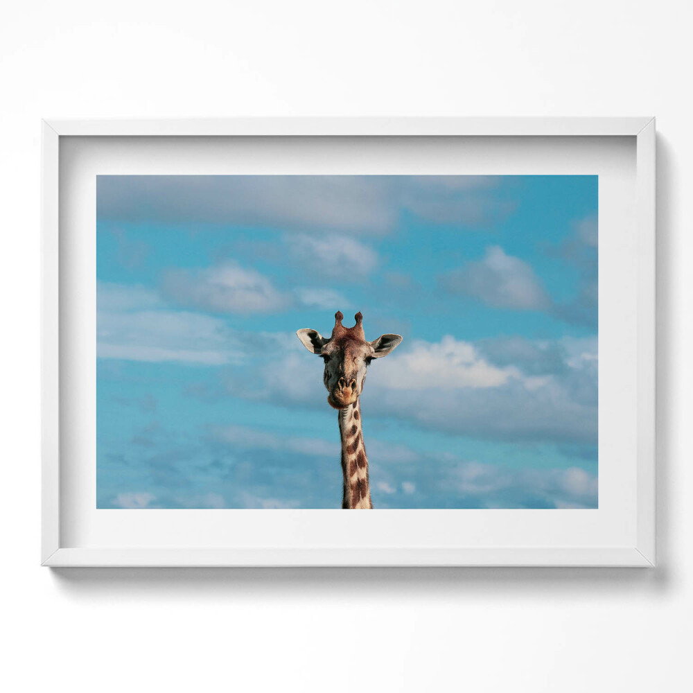 Obraz v rámu moderní Hlava žirafy proti obloze