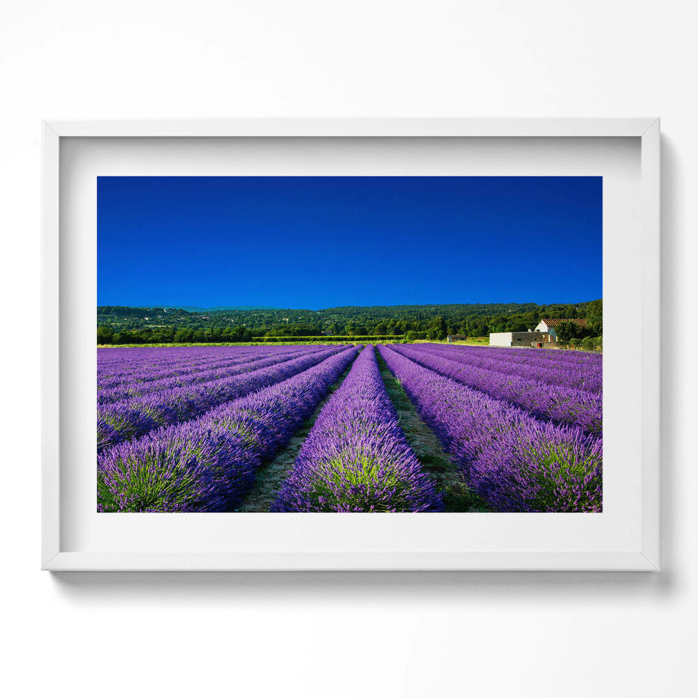 Obraz v rámu moderní Levandulové pole v Provence