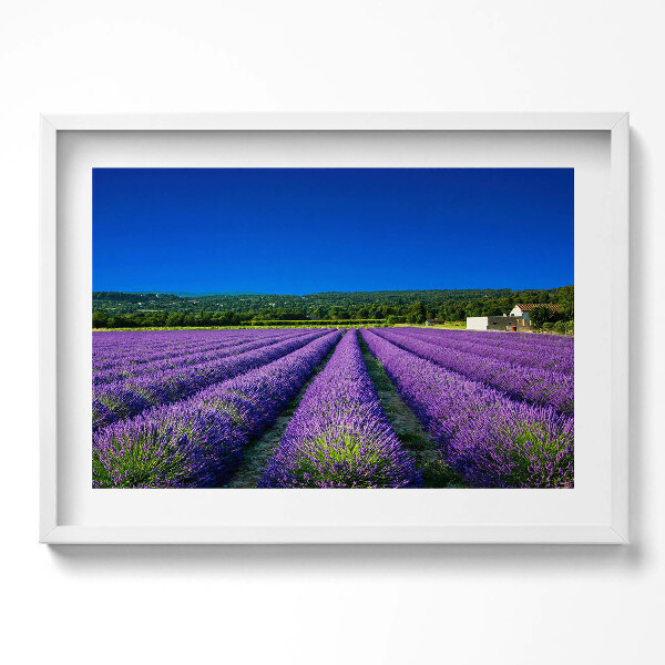 Obraz v rámu moderní Levandulové pole v Provence