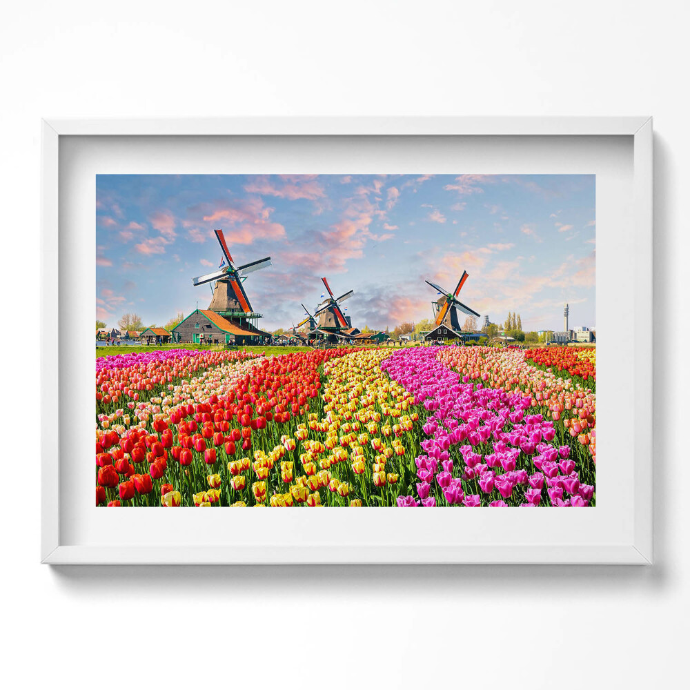 Obraz v rámu moderní Krajina s tulipány Nizozemsko
