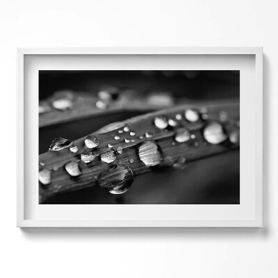 Obraz v rámu moderní List Rosa Černá a bílá