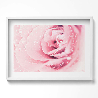 Obraz v rámu moderní Kapky rosy a květ růže