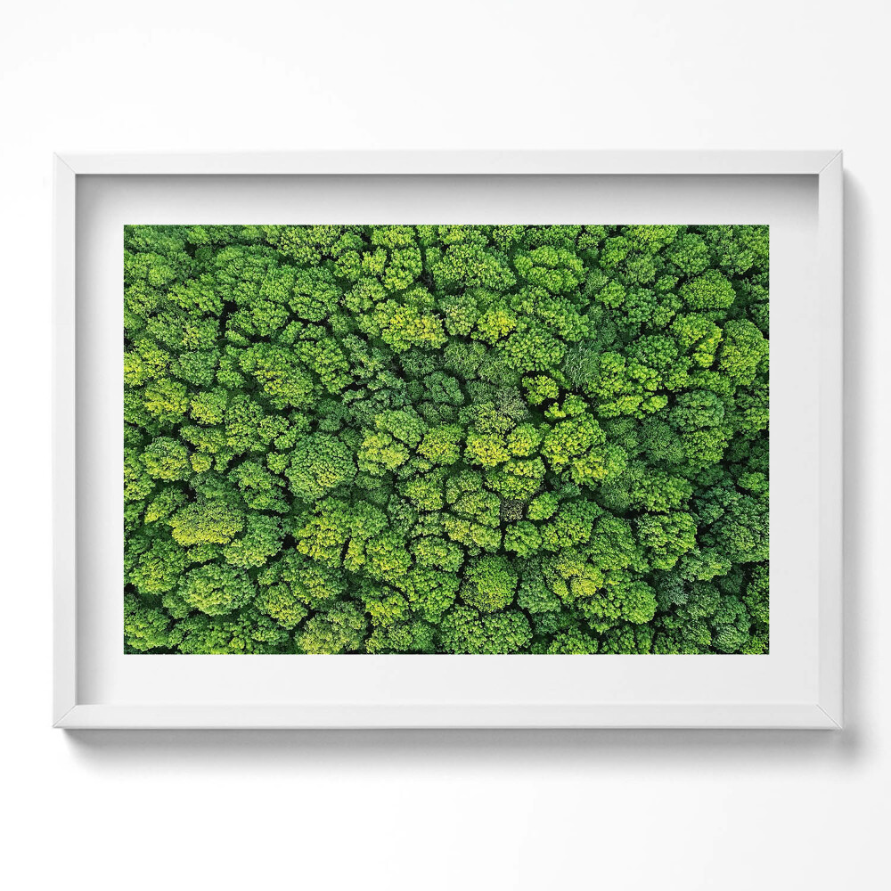 Obraz v rámu moderní Přírodní mechová rostlina